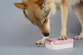 Nahaufnahme eines wolfsähnlichen hundes, der nach etwas in einer kiste sucht