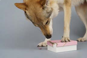 Close-up of a wolf-like dog searching for something in a box