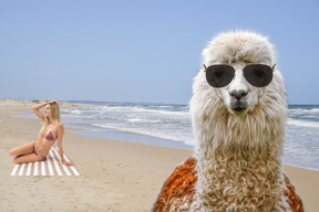 A woman in a bikini and sunglasses sitting on a towel next to a llama