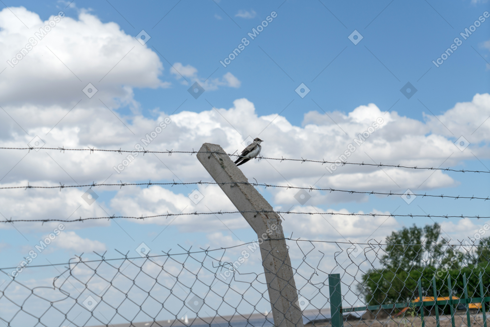 とげのあるフェンスの上に座って鳥