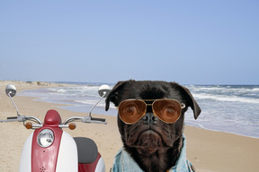 A black dog wearing sunglasses and a blue shirt on a beach
