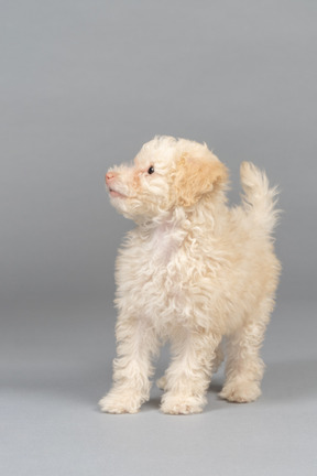 Pequeno poodle branco, olhando de soslaio