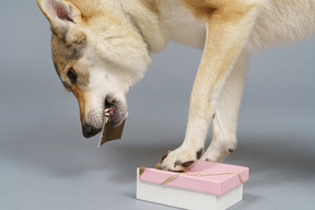 Close-up of a wolf-like dog searching for something in a box