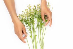 Manos femeninas que sostienen la ramita de la flor