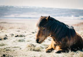 Animaux