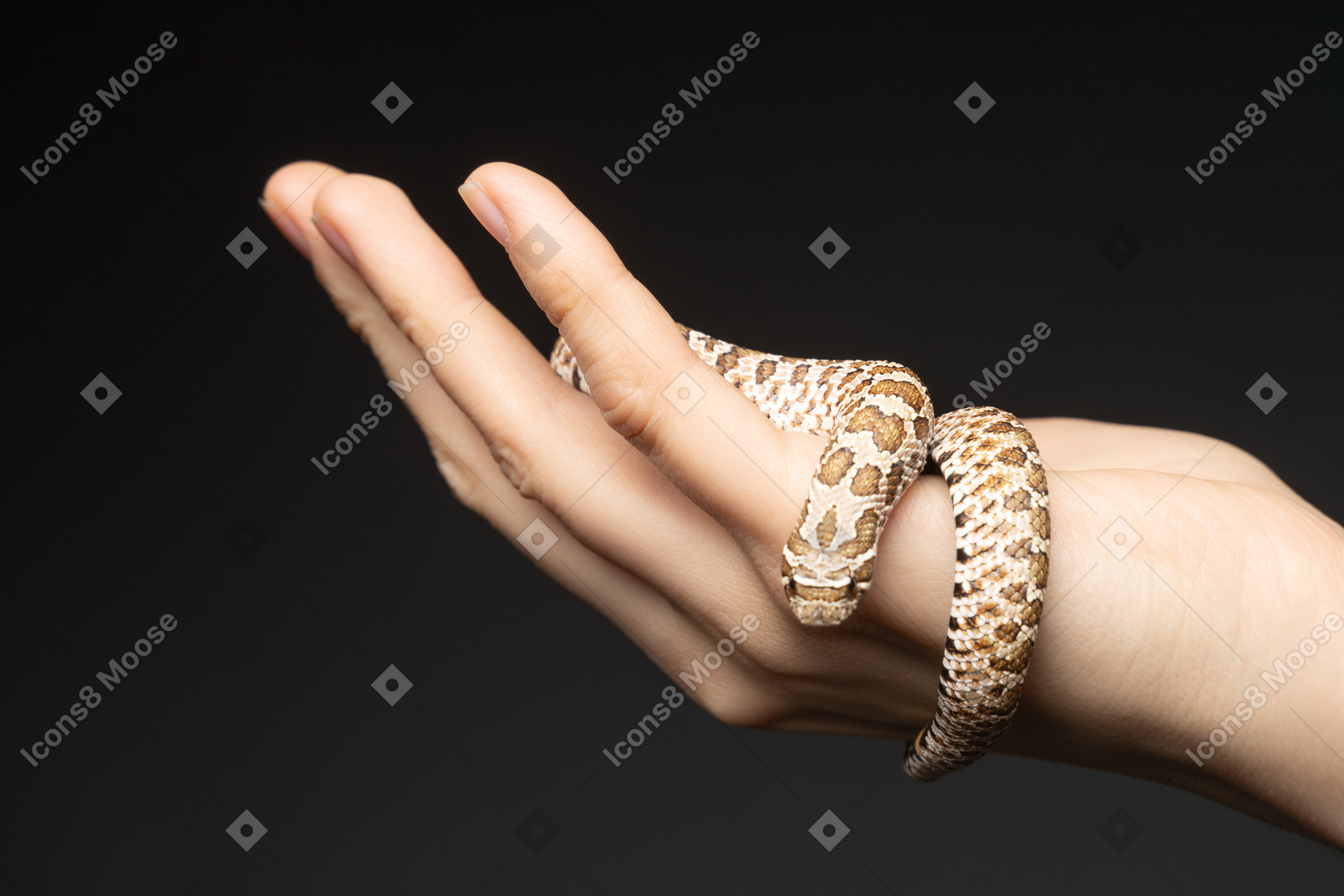 Piccolo serpente in mano umana