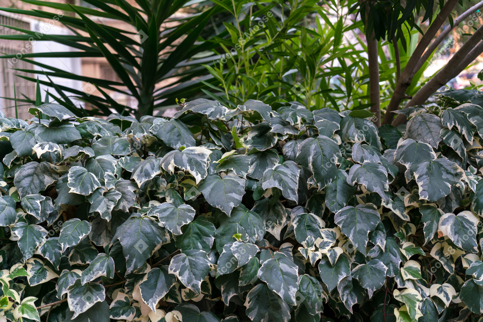 Closeup photo of different plants