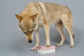 Full-length of a wolf-like dog searching for something in a box