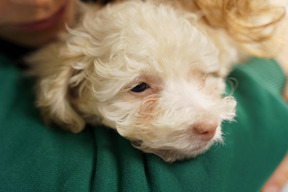 Close-up of a tiny white poodle embraced by a woman