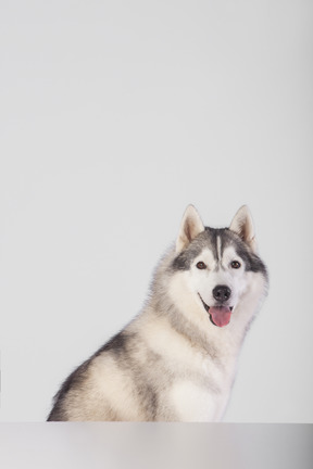 Arctic dog sitting