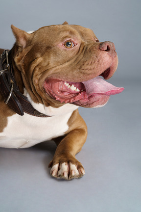 Close-up a lying  bulldog with a dog collar opening jaws and looking aside