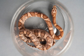 A snake in a plastic jar