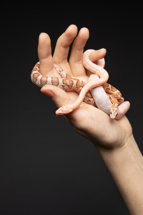 Little corn snake curving around human arm
