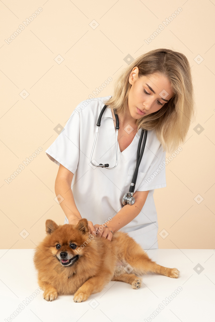 Atractivo veterinario examinando un spitz