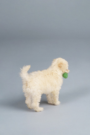 De cuerpo entero de un pequeño caniche jugando con pepino de juguete