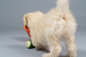 Vista traseira de um pequeno poodle levantando o rabo e brincando com brinquedos