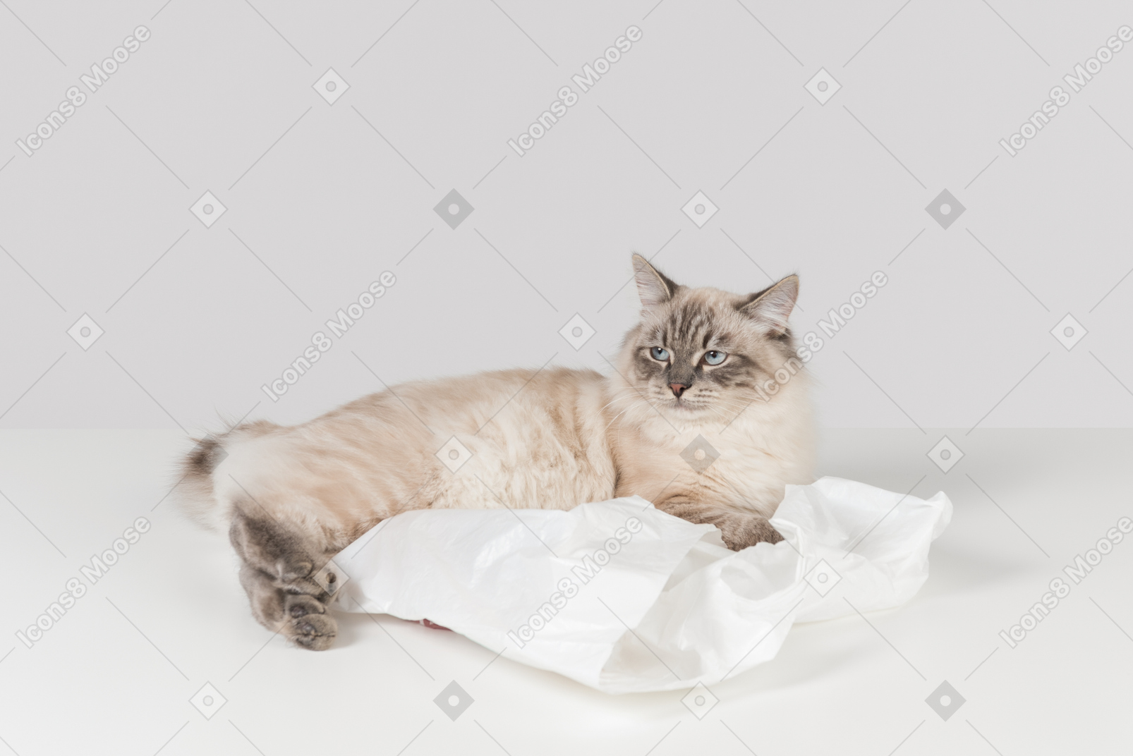 Фото Бело-коричневая тряпичная кошка, лежащая на белом полиэтиленовом пакете