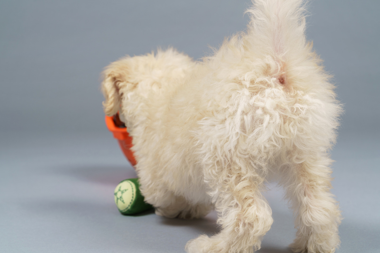 Back view of a tiny poodle raising tail and playing with toys