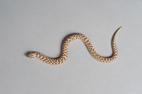 一条小玉米蛇