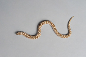 A little corn snake