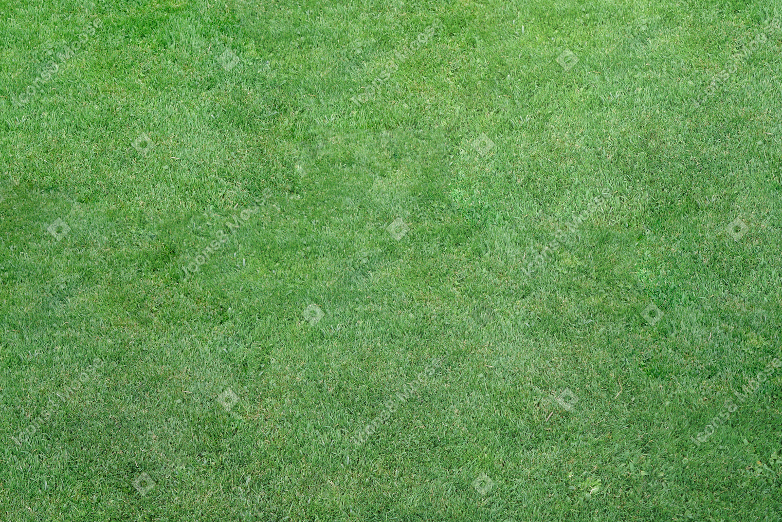 Teppich aus grünem gras