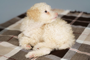 Full-length of a tiny puppy lying on a checked blanket and looking aside