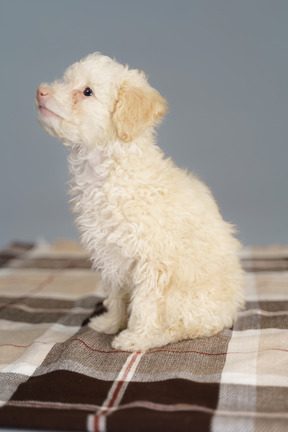 Vista lateral de um poodle branco sentado em um cobertor xadrez e olhando para cima