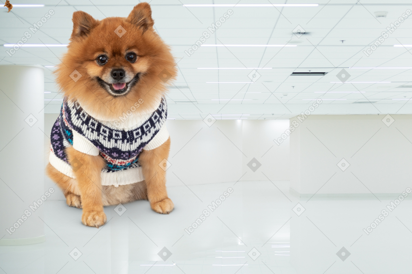 Spitz in sweater floating in a room