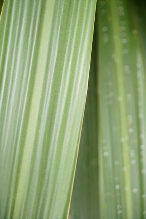 La verdure du jardin