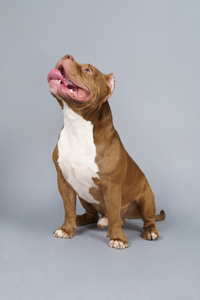 De cuerpo entero de un bulldog marrón sentado y mirando hacia arriba