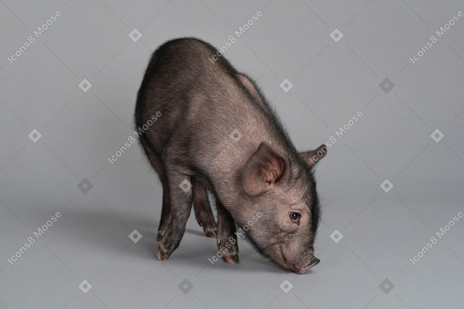 Cute little pig is looking for something