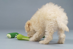 おもちゃの野菜で遊ぶ小さなプードルのフルレングス