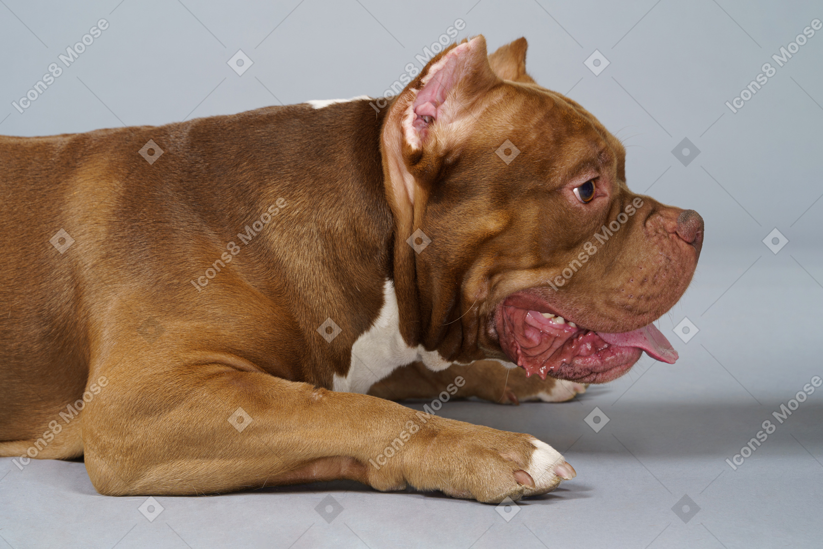 Vista laterale di un bulldog marrone che riposa e che osserva da parte