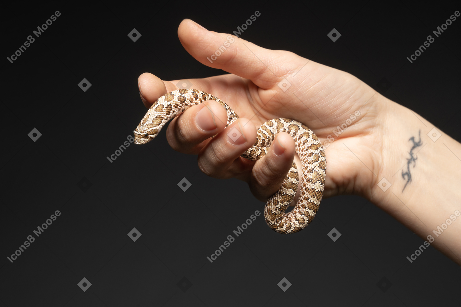 Little snake in human hand