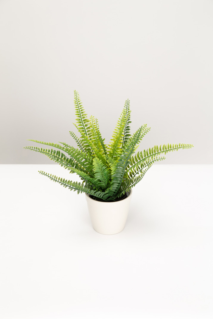 Plant in white pot on white background