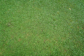 Tapis d'herbe verte