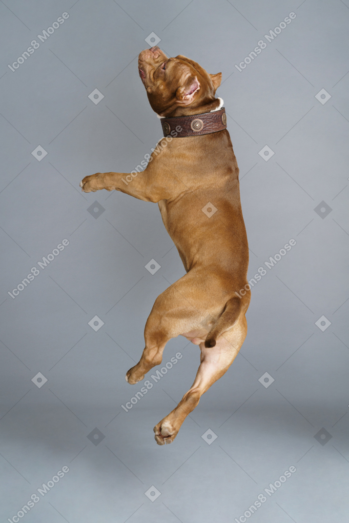 Back view of a jumping bulldog with a dog collar