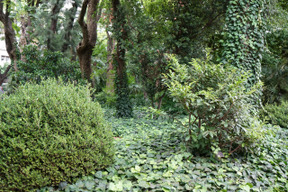 Bella vista della foresta è grande per uno sfondo