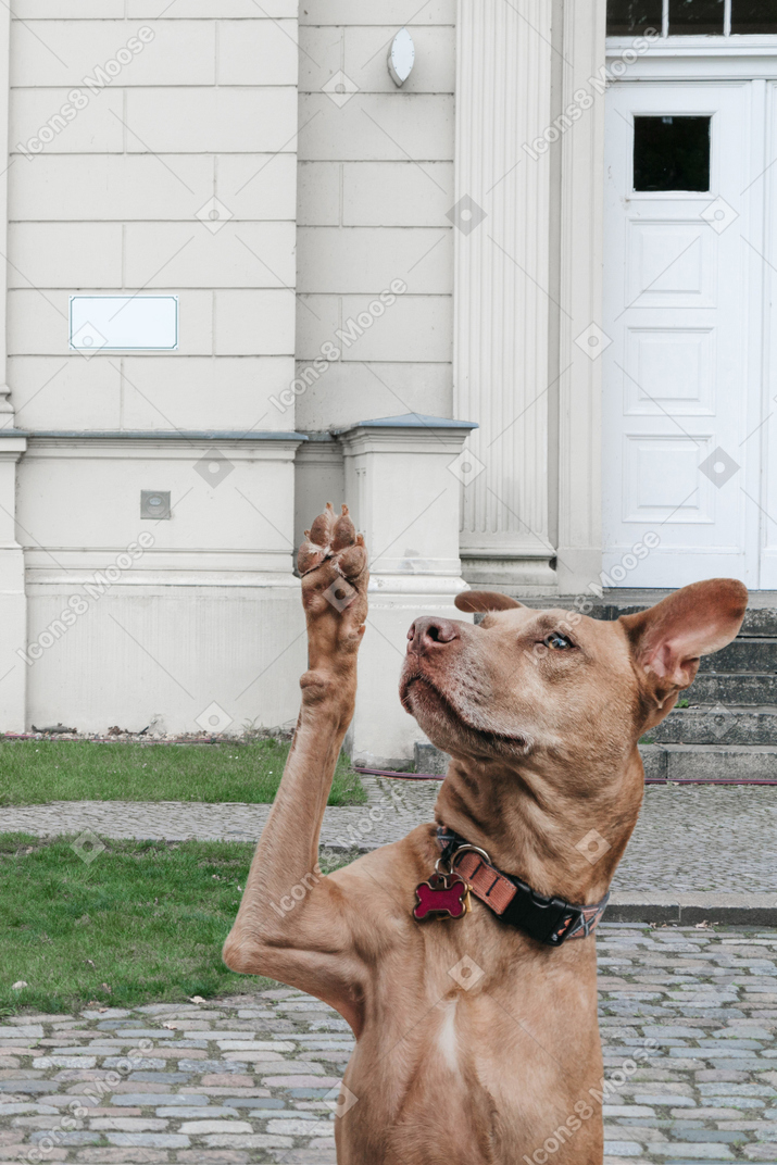 A brown dog standing on its hind legs in front of a building