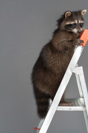 Un mapache interesado en la escalera de tijera