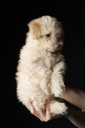 Caniche blanc dans des mains humaines isolé sur fond noir