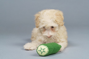 De cuerpo entero de un pequeño caniche con un pepino de juguete