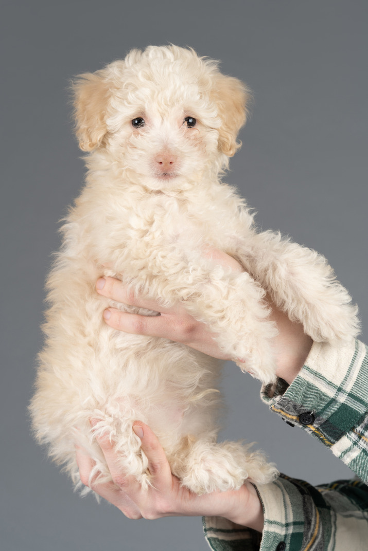 Cute white poodle posing on grey background