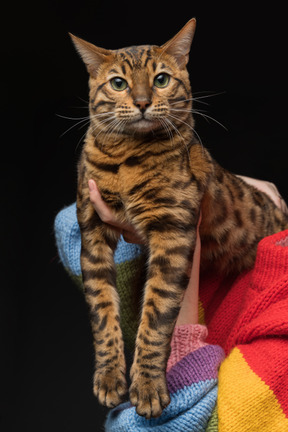 Eine herrschaftliche bengalkatze, die von ihrem besitzer gehalten wird