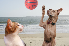 A dog and a cat playing with a ball on the beach