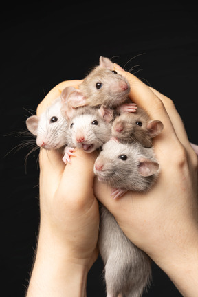 Bunch of mice held by human hands