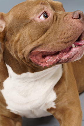 Close-up um bulldog assustado olhando para o lado
