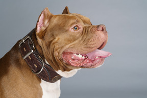 Vista laterale di un bulldog marrone che indossa collare per cani e guardando da parte