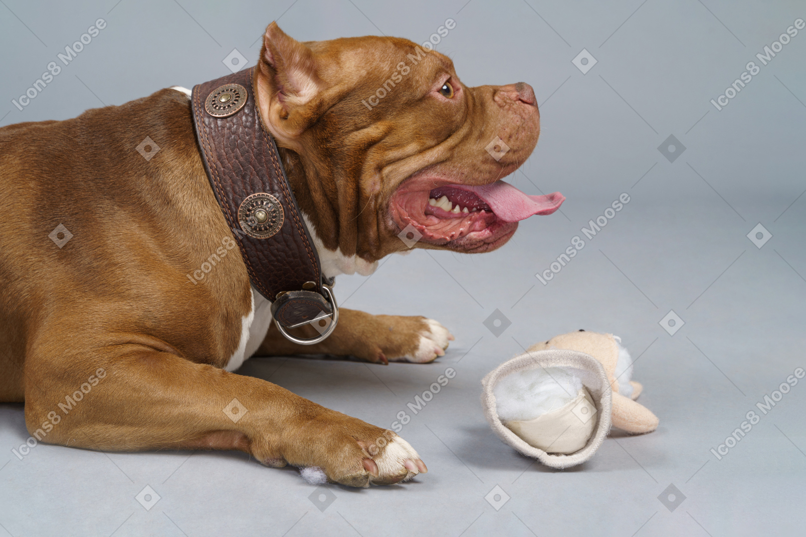 Vista laterale di un bulldog marrone con un coniglietto giocattolo che osserva da parte
