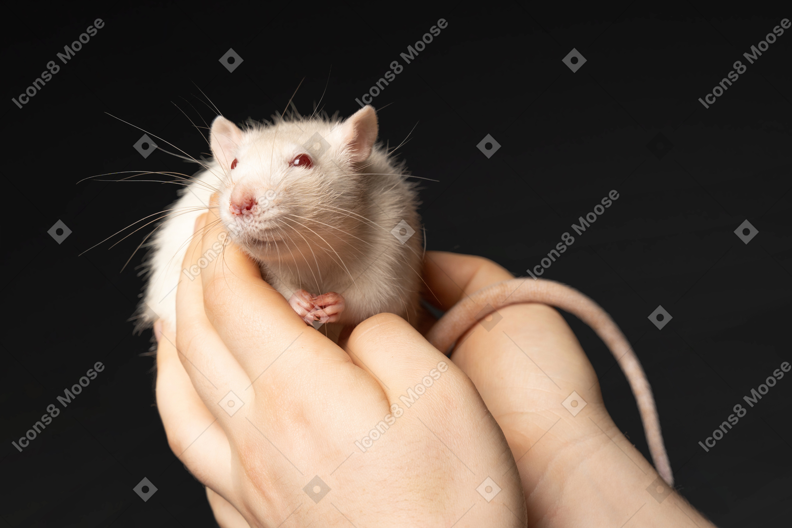 Simpatico topo bianco seduto in mani umane